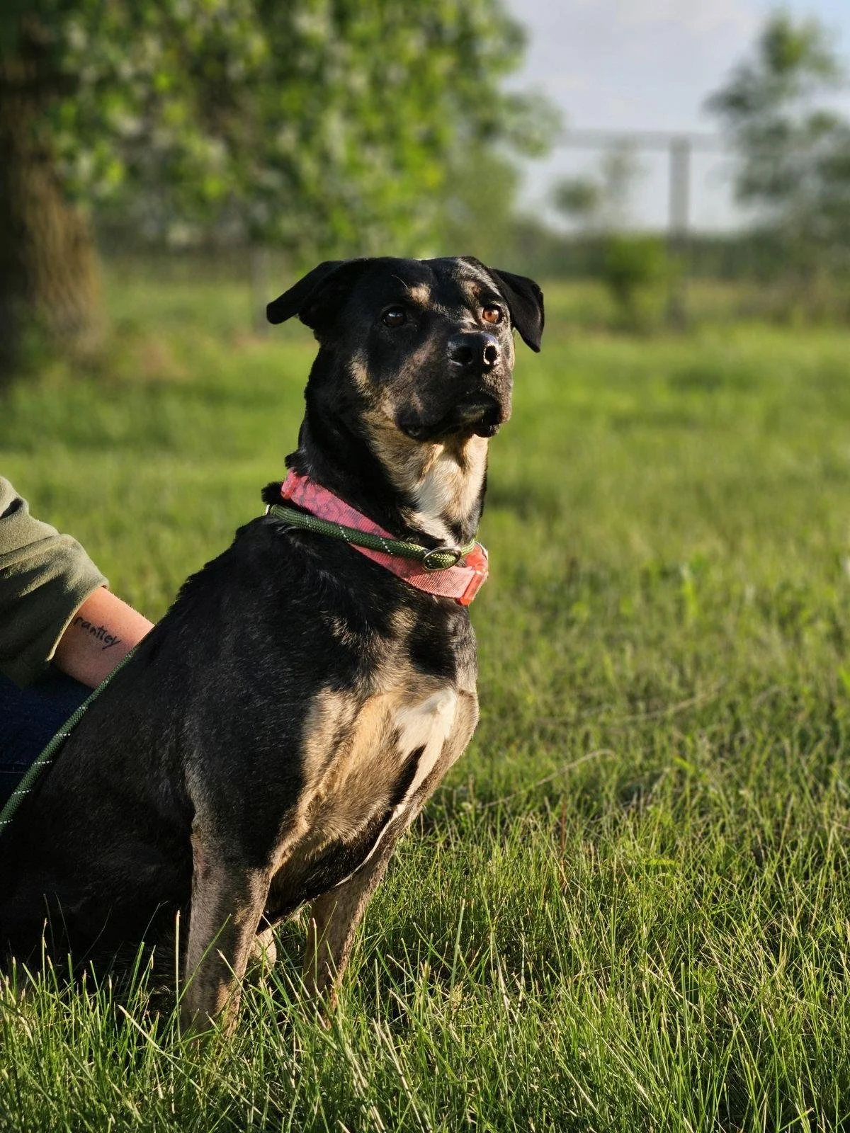 A black and tan dog sitting on green grass in a park, with a person partially visible behind it, near trees and a distant bridge or structure in the background.