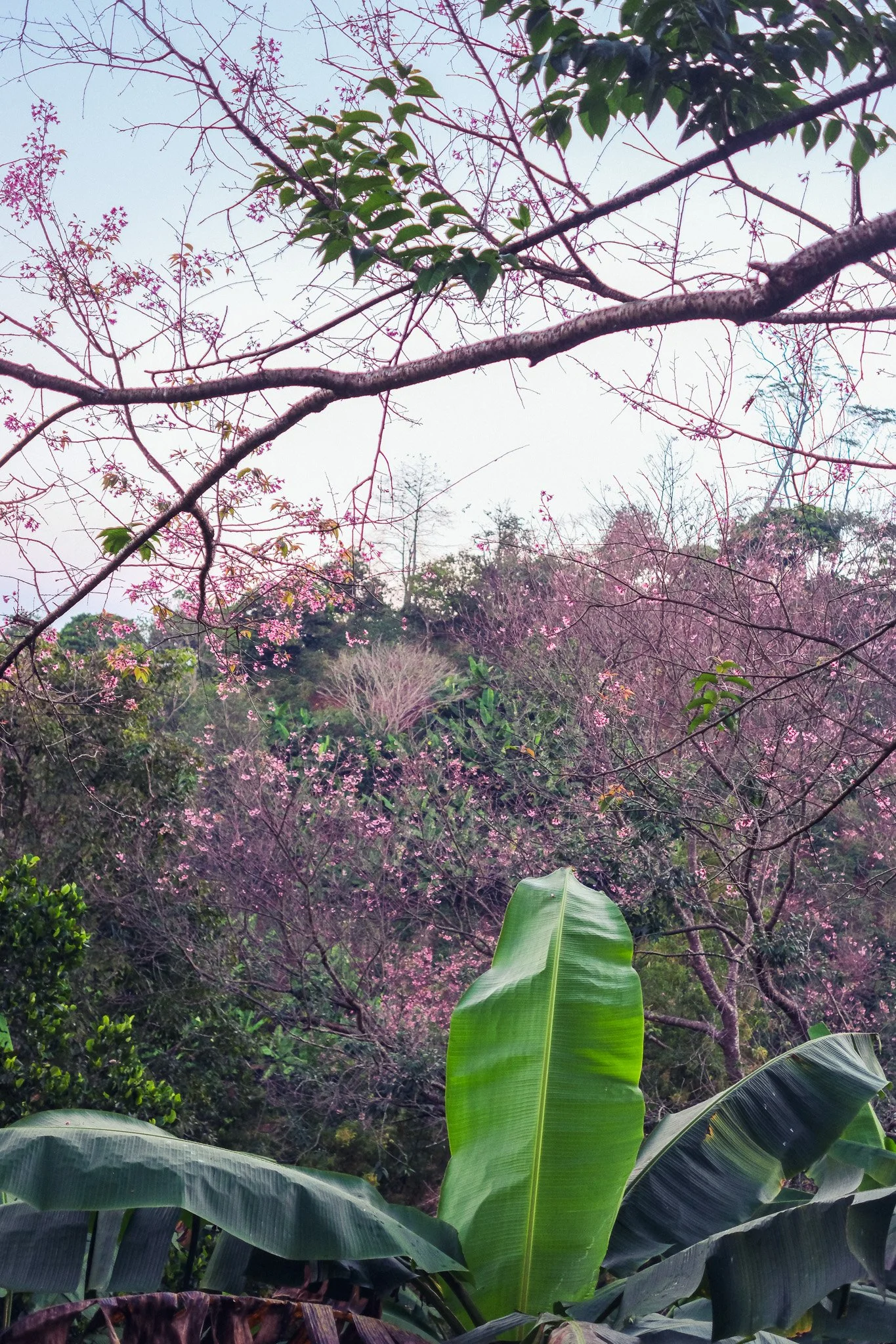 A lush garden scene with large green banana leaves in the foreground, pink cherry blossom trees in bloom, and various other trees with sparse foliage and pink flowers, under a pale blue sky.