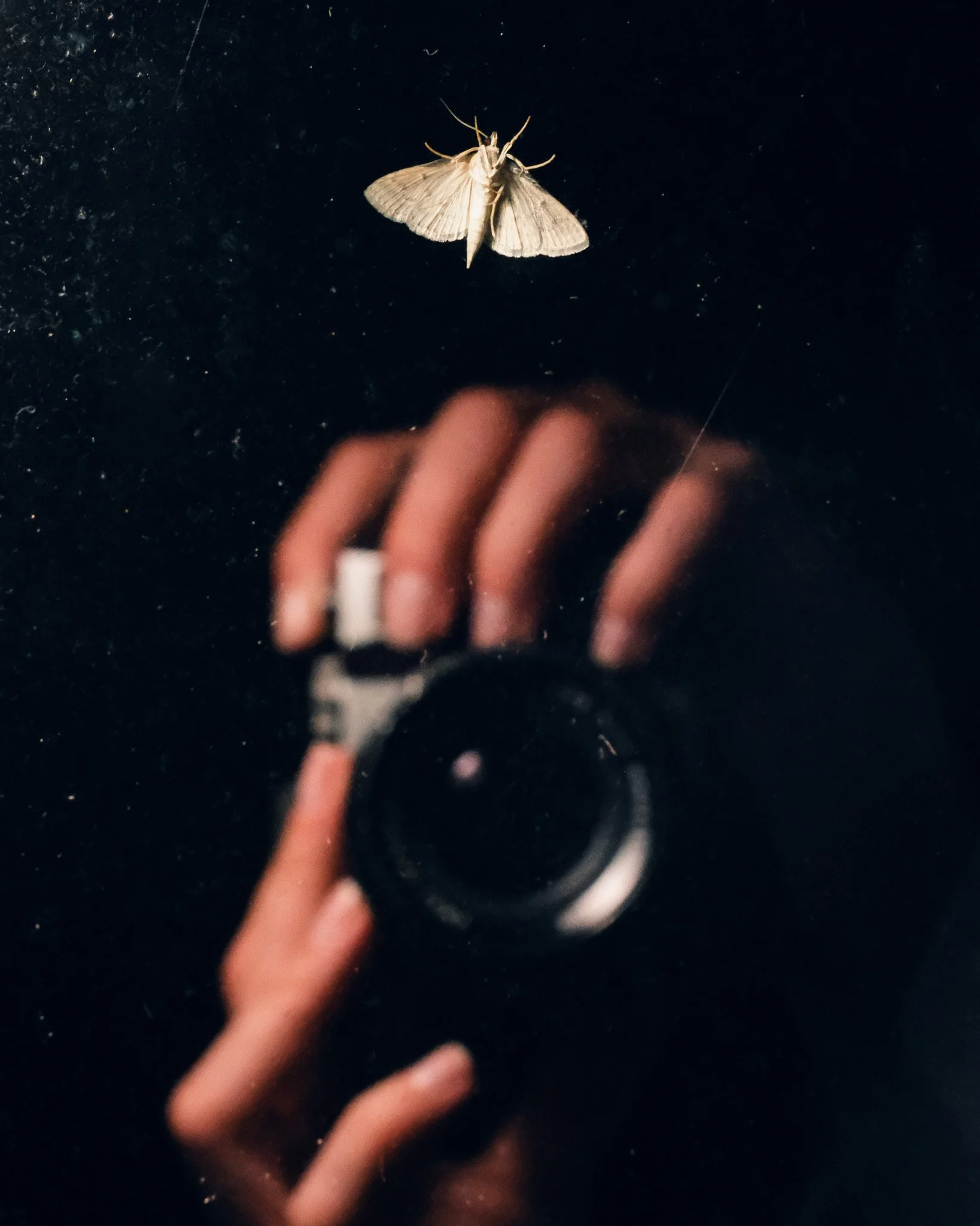 A moth resting on a black surface above a person's hand and camera reflection.