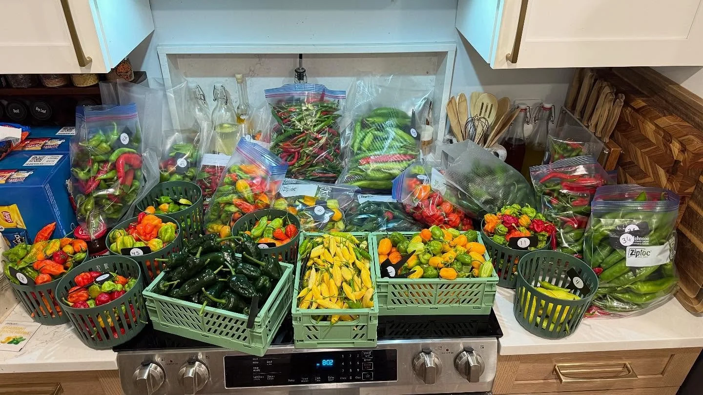 The freezing temps have arrived, so it was time for the final harvest of 2025.  Not everything had a chance to fully ripen, but there are plans for those!  Grand total harvest in 2025 was 113 pounds of peppers! 🤯 #gardening #hotpeppers