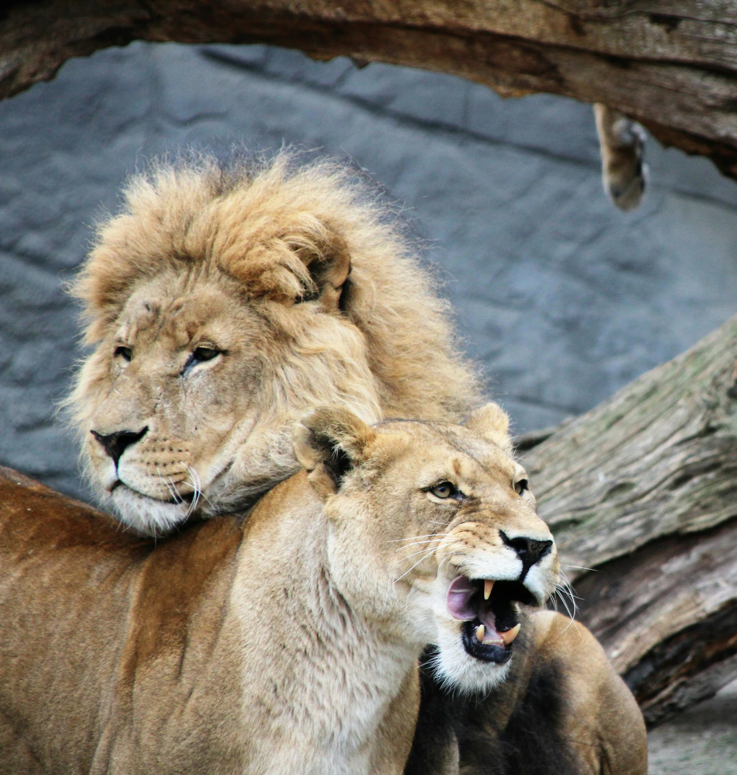 A male lion and female lioness in a zoo enclosure, with rocks and a log in the background.