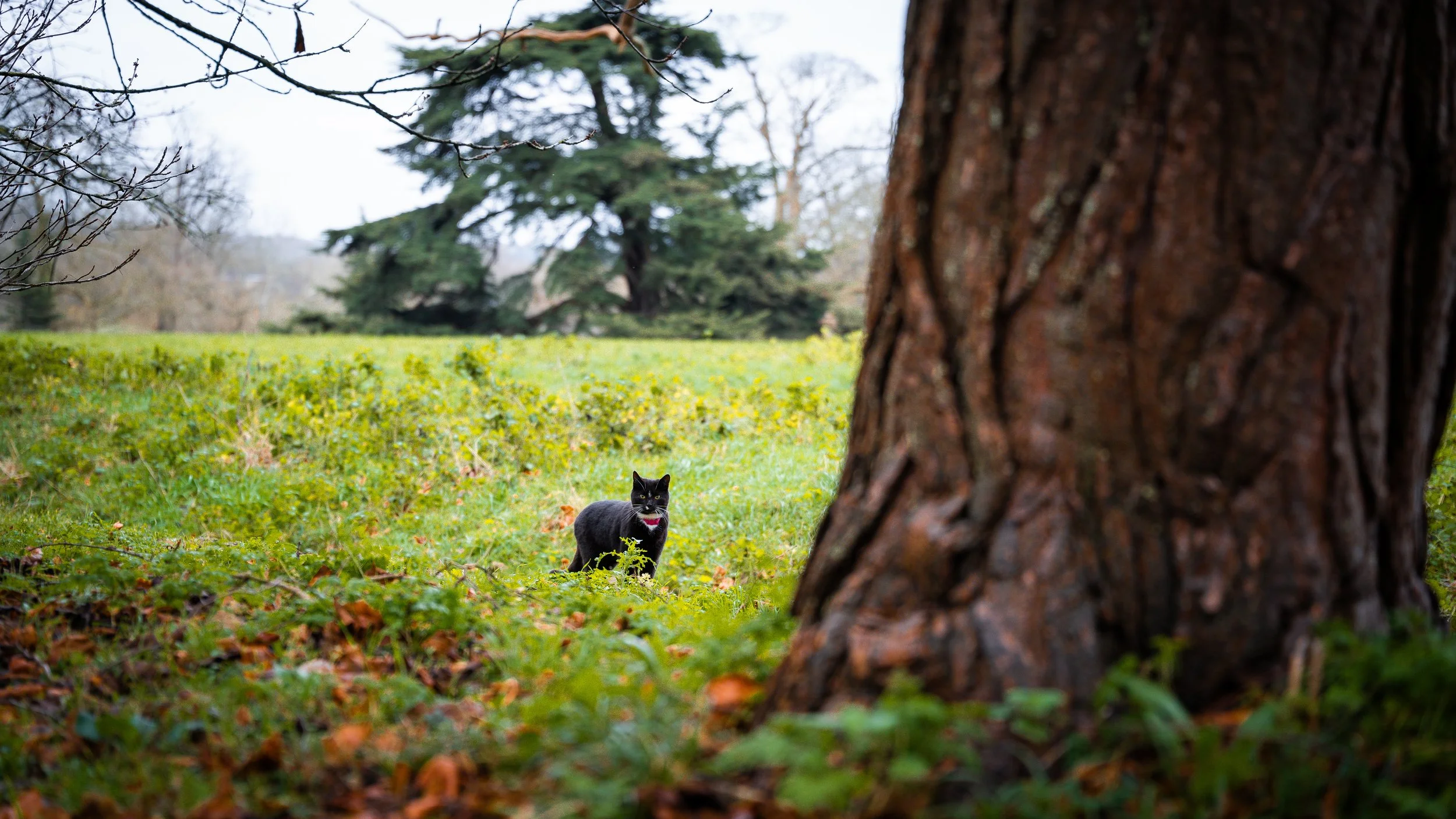 A black cat with a red collar standing in a grassy park near a large tree trunk, with more trees in the background.