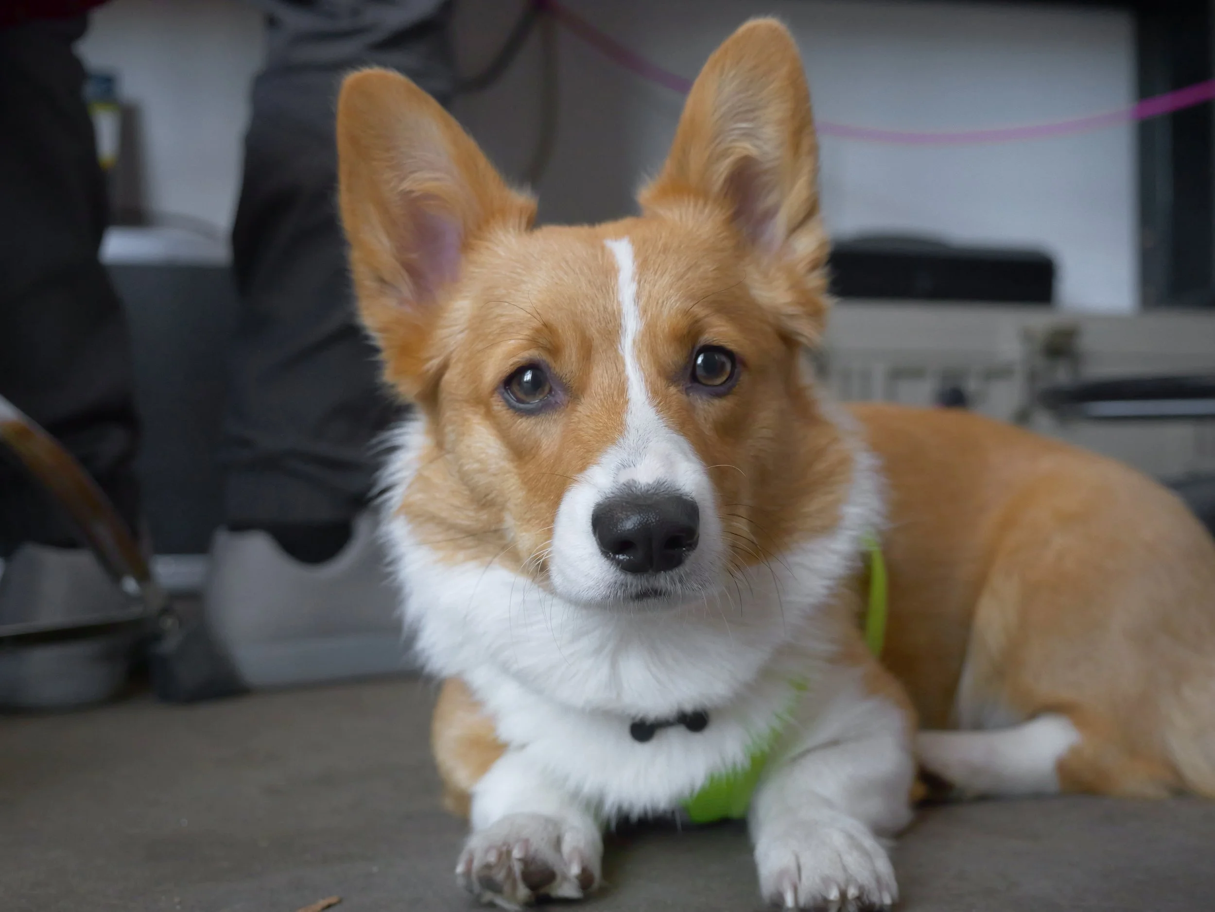 Photo of a Corgi dog.