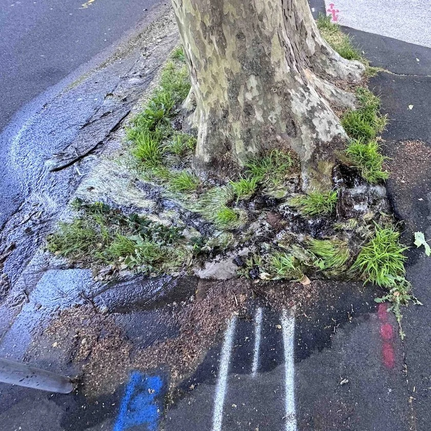 cdars-services-acoustic-leak-detection-underground-burst-water-main-pressure-pipe-garden-bed-large-tree-non-destructive-testing-ndt