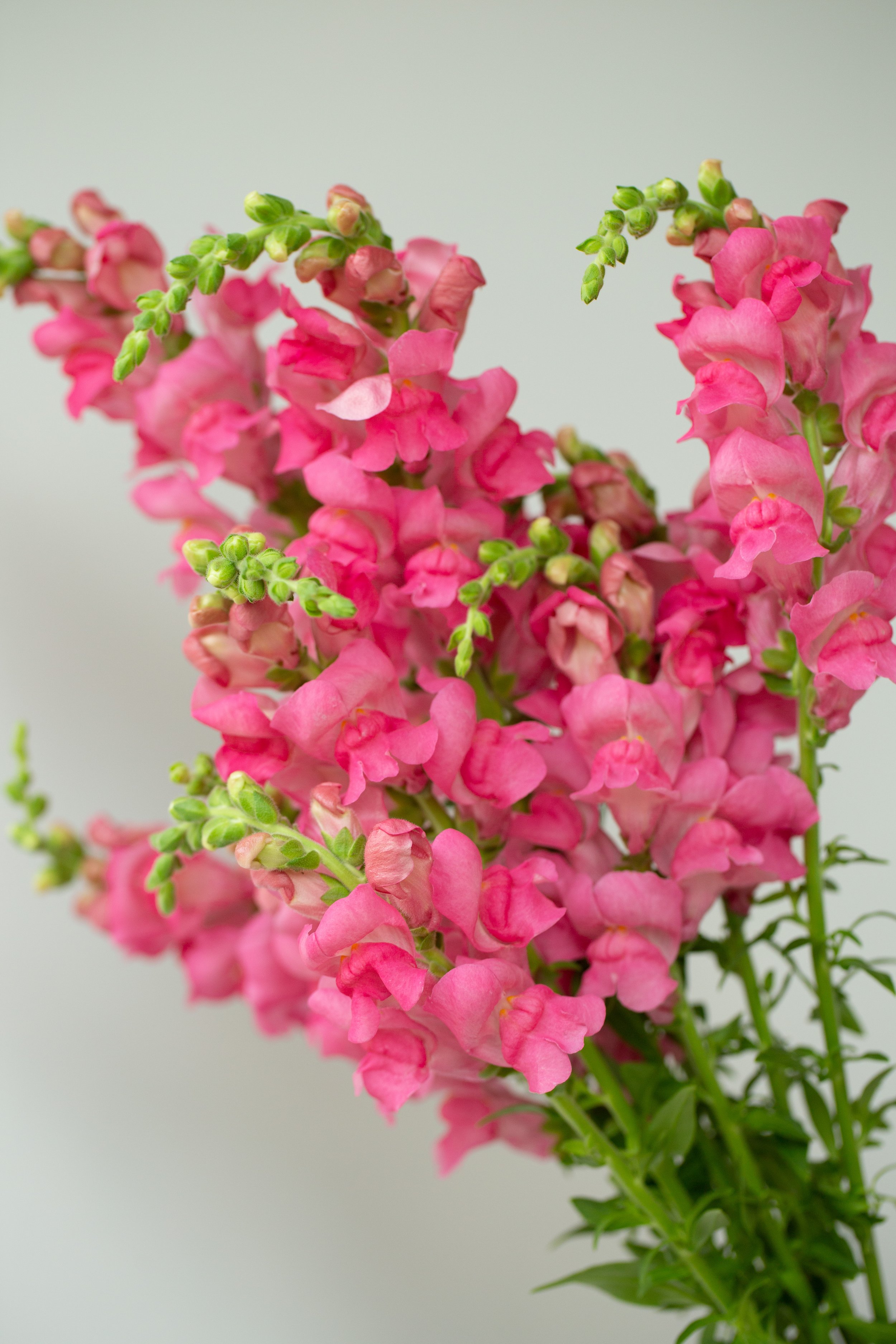 p dark pink 1.jpg