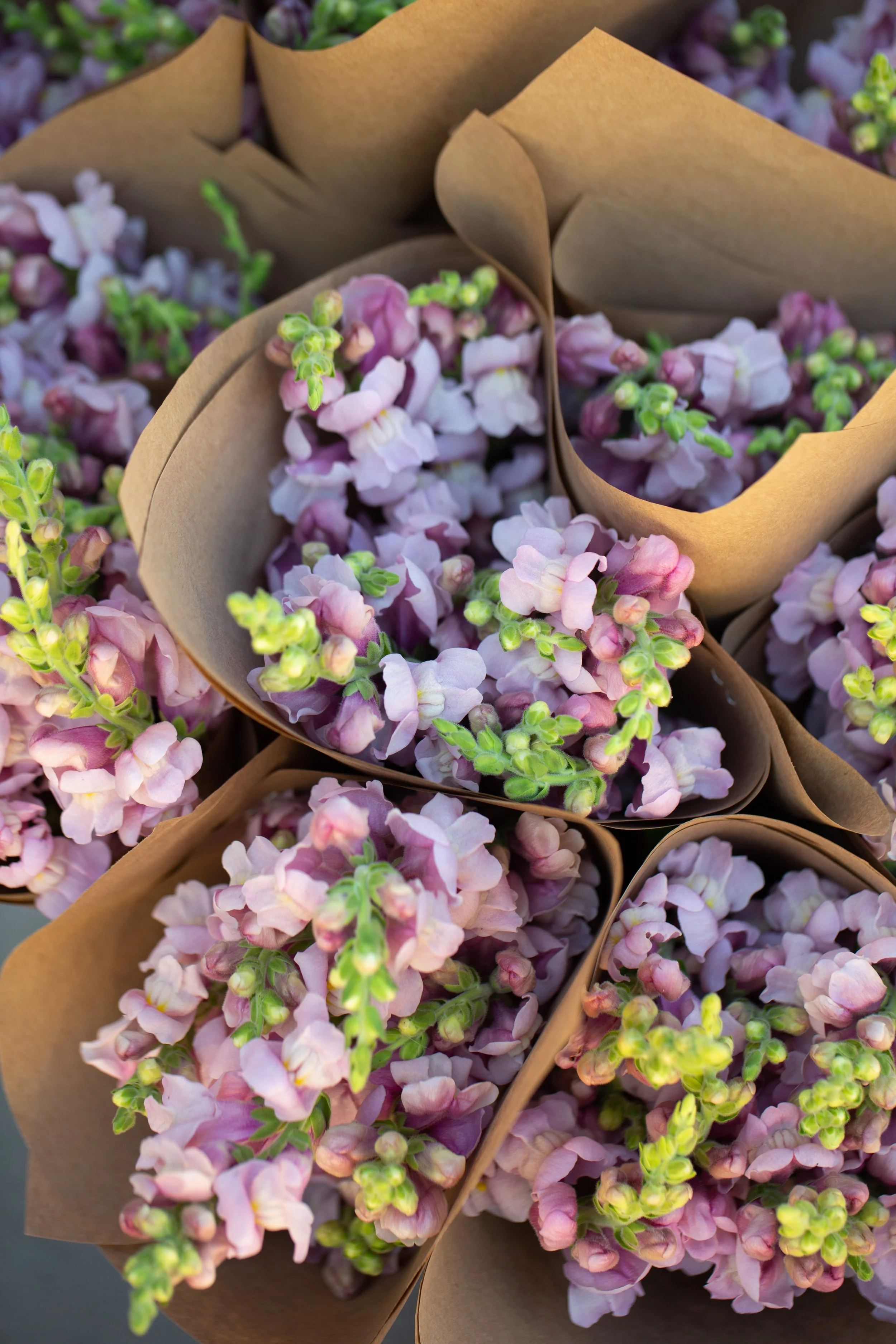 LILAC.jpg