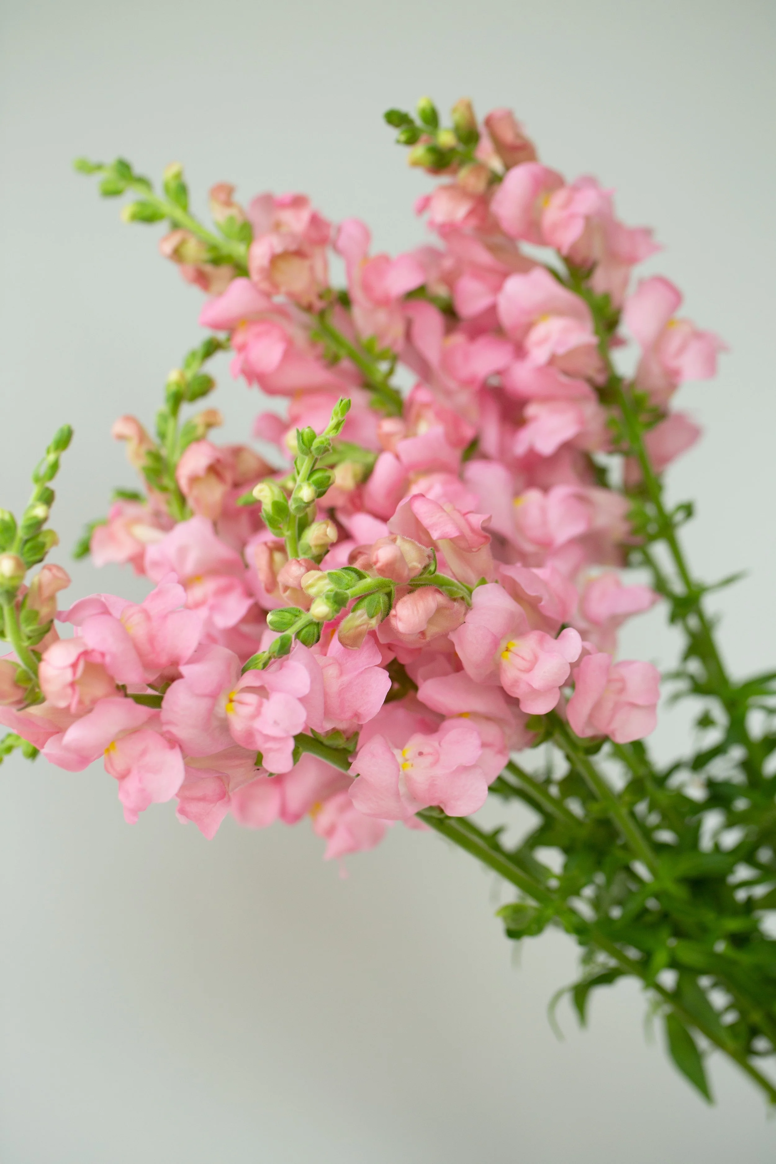 p pink 1.jpg