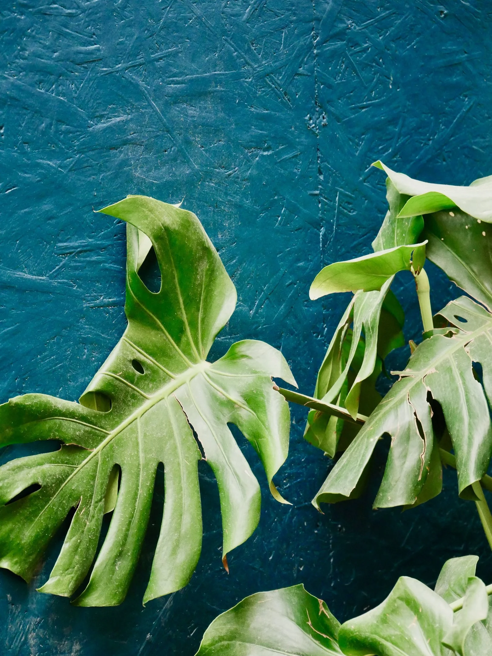 Foglie di Monstera su sfondo di superficie blu