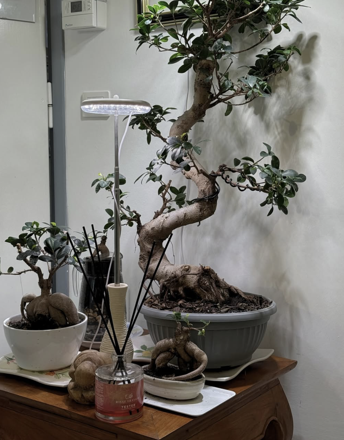 Tre piante di piante bonsai su un tavolo in legno, con uno con foglie verdi e tronco tortuoso, illuminate da una lampada per piante.