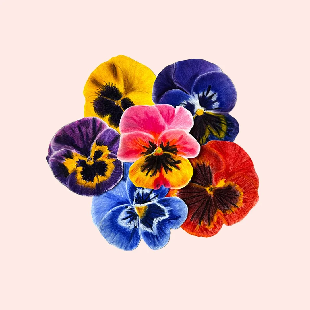 pansies_portraits_drawings.jpg