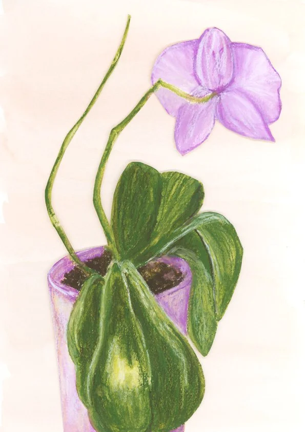 Orchid_clare_jones_paris.jpg