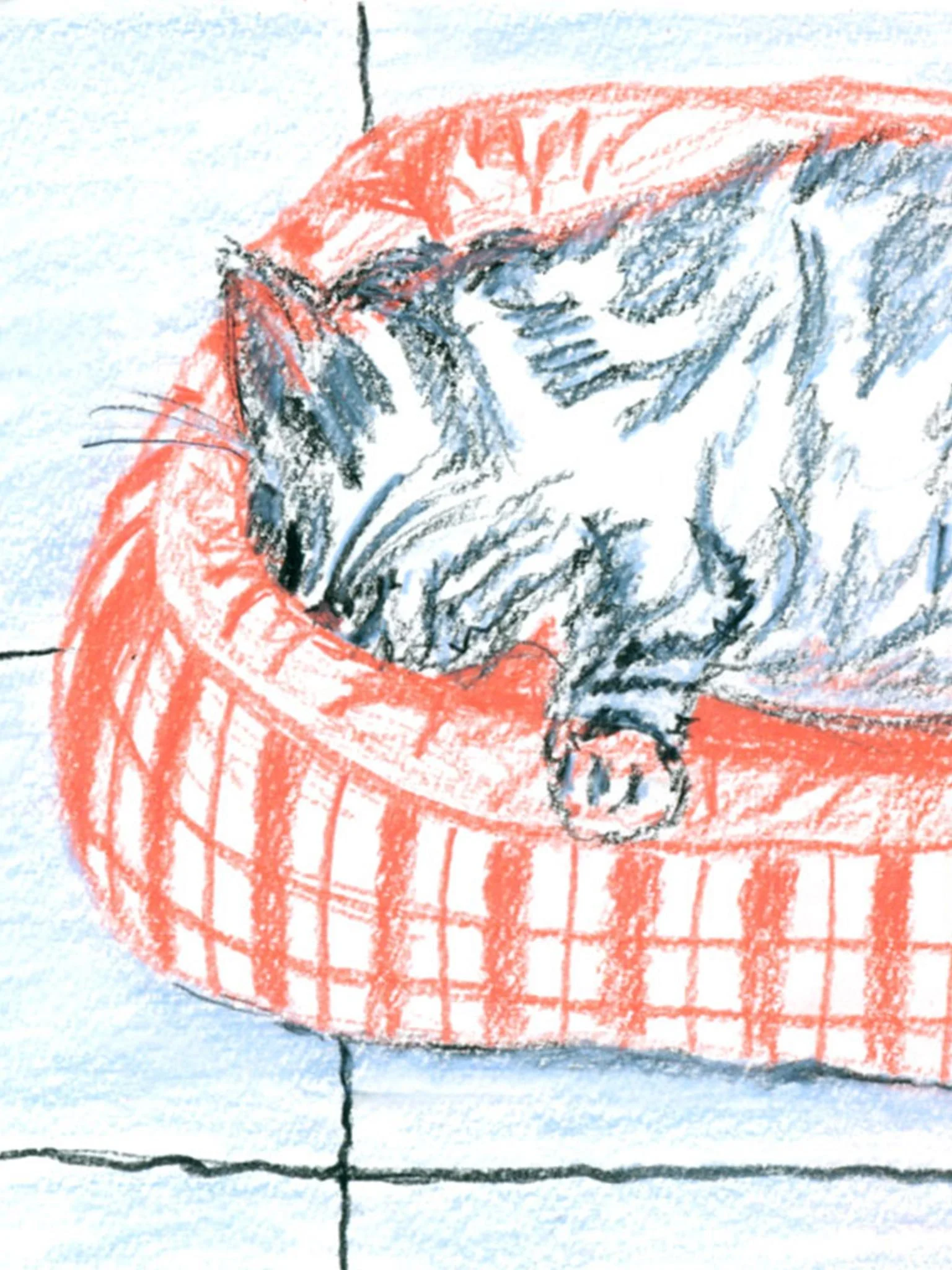 Sleepy cats and dogs