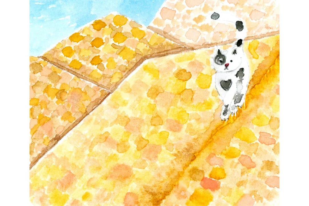 Comedy the cat walking on the rooftops in Nimes