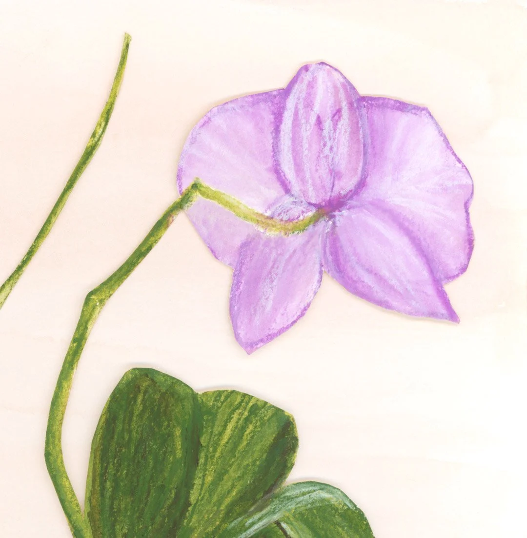 Botanical prints
