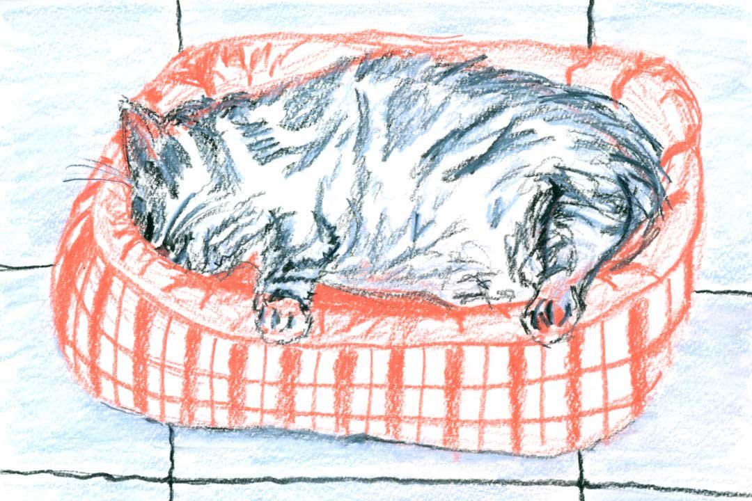Cat sleeping in basket