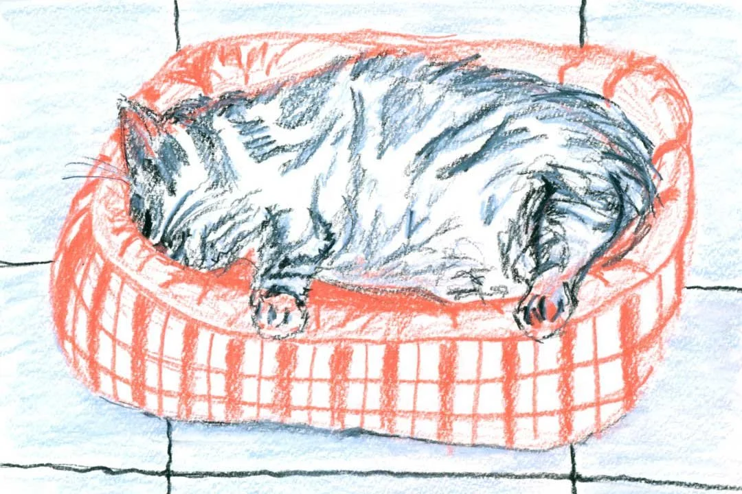 Cat sleeping in basket