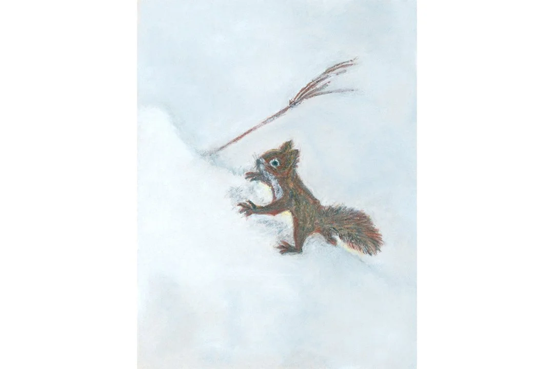 Red squirrel in the snow