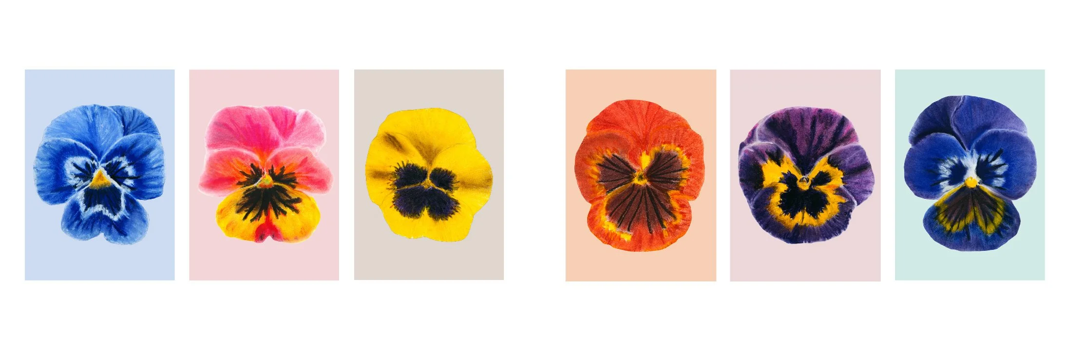 Pansies Portraits Postcard set