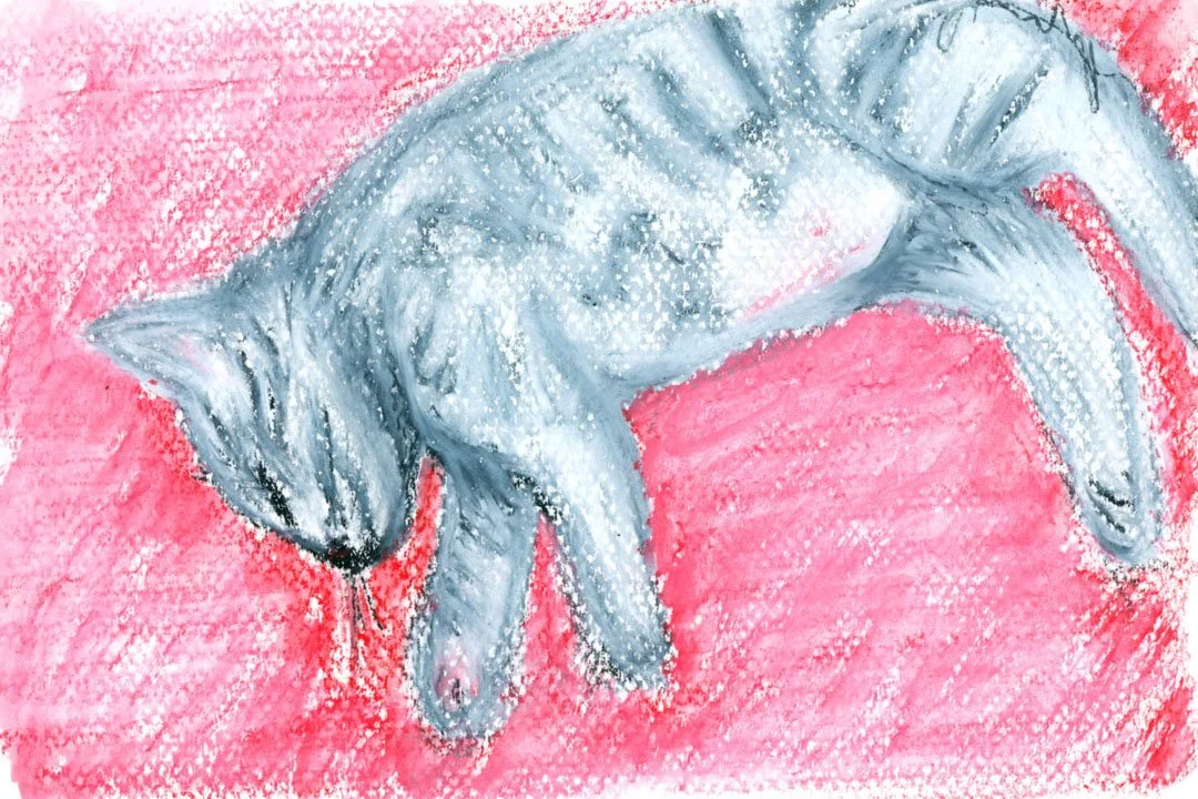 Cat sleeping on floor. 