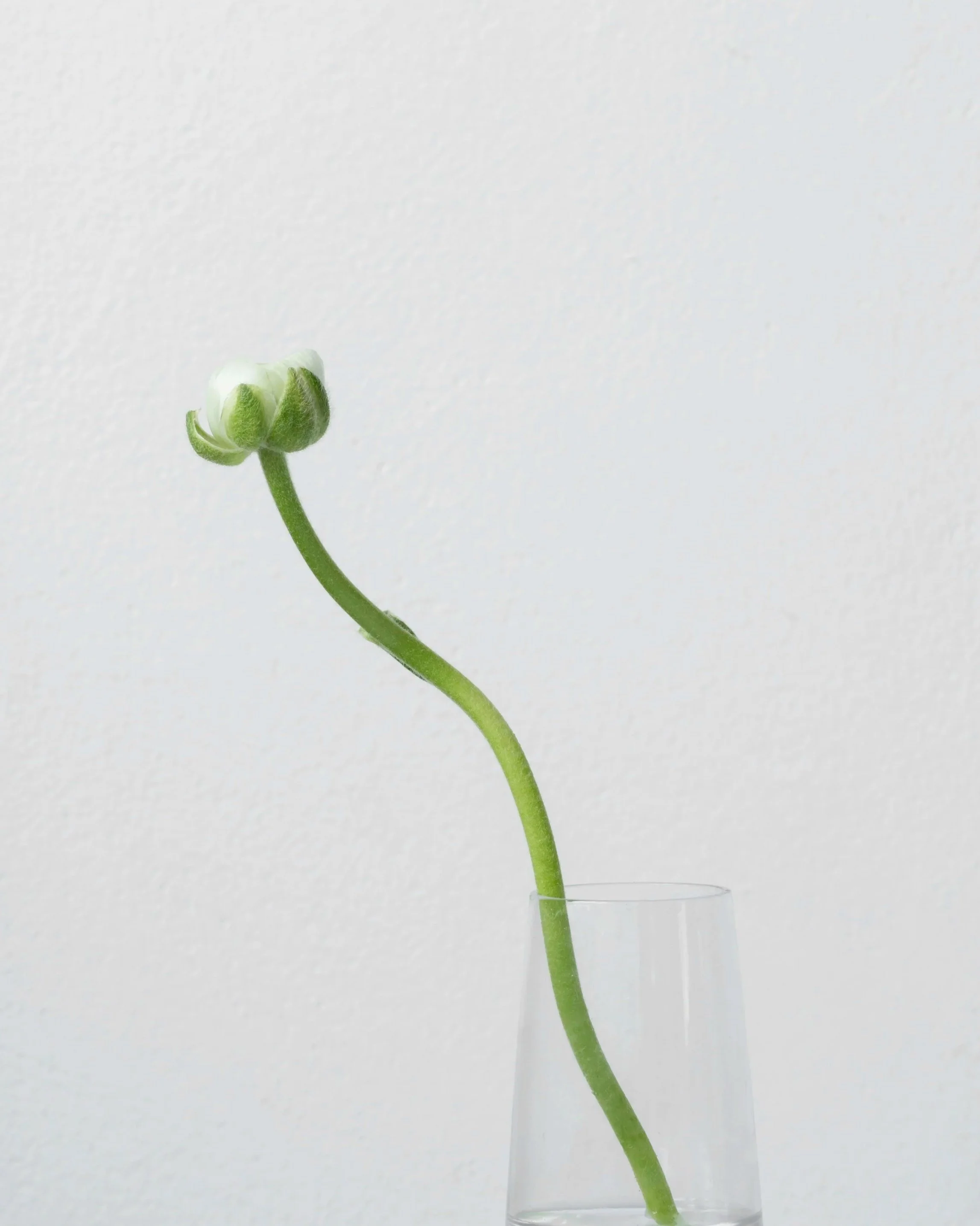 A green plant stem with a flower bud in a clear glass vase against a plain white background.
