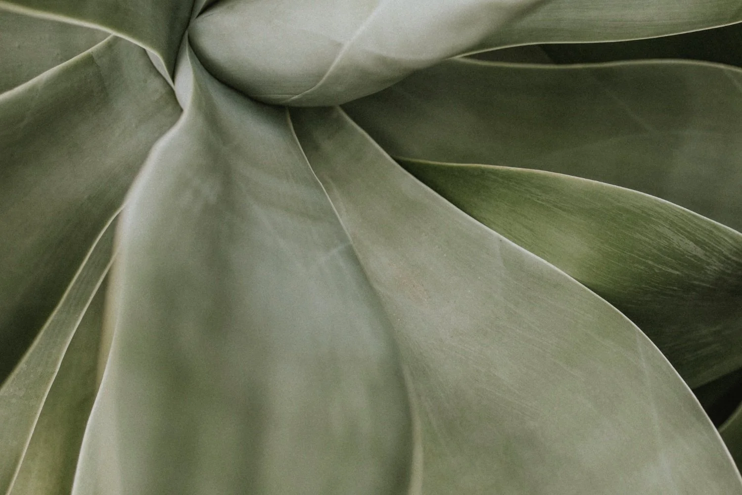 Close-up of green plant leaves with smooth, curved surfaces.
