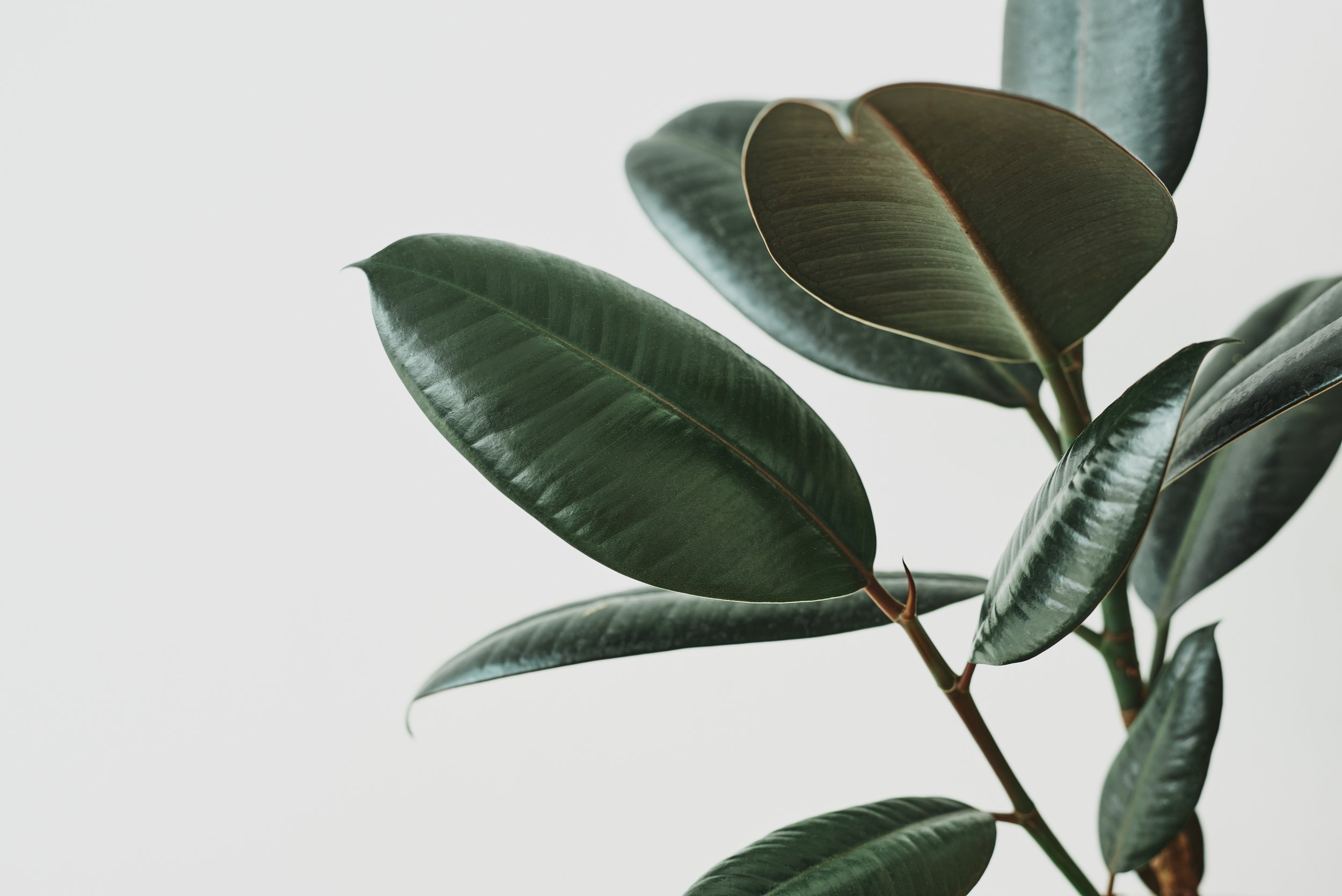 A close-up of a green rubber plant with shiny, dark green leaves against a plain, light background.