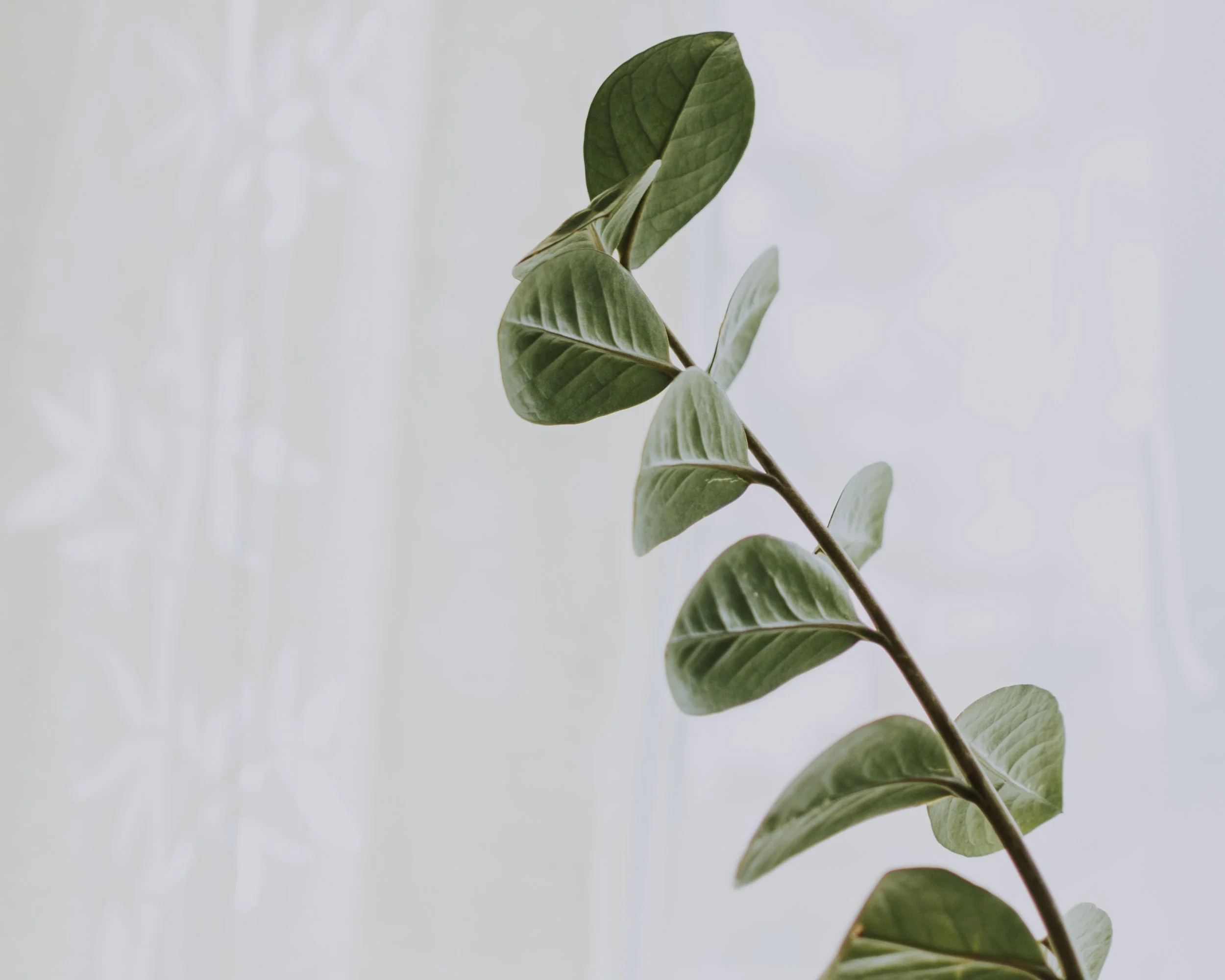 A close-up of a slender plant stem with several dark green, oval-shaped leaves, set against a light, blurred background.