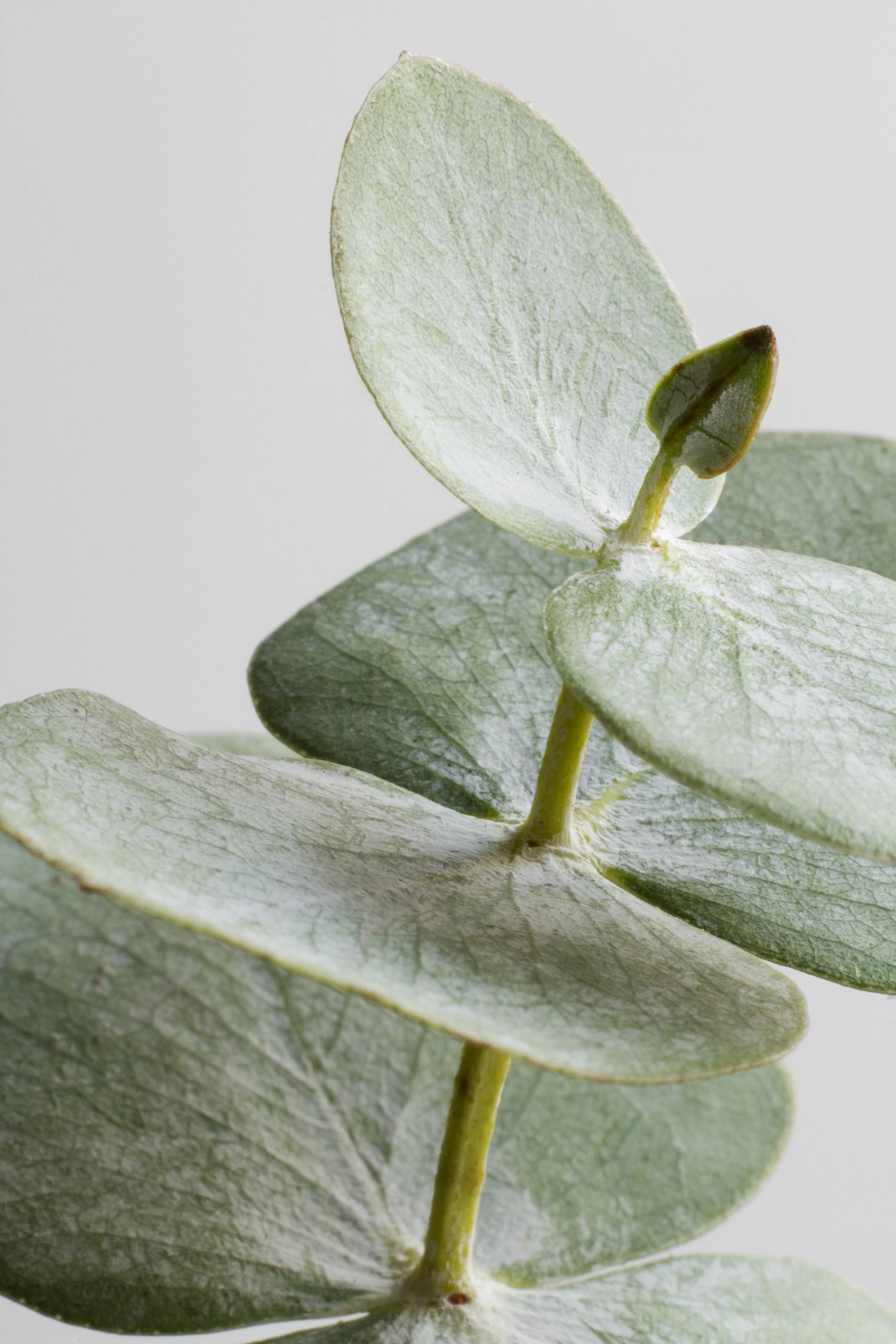 Close-up of green eucalyptus leaves with a soft focus background.