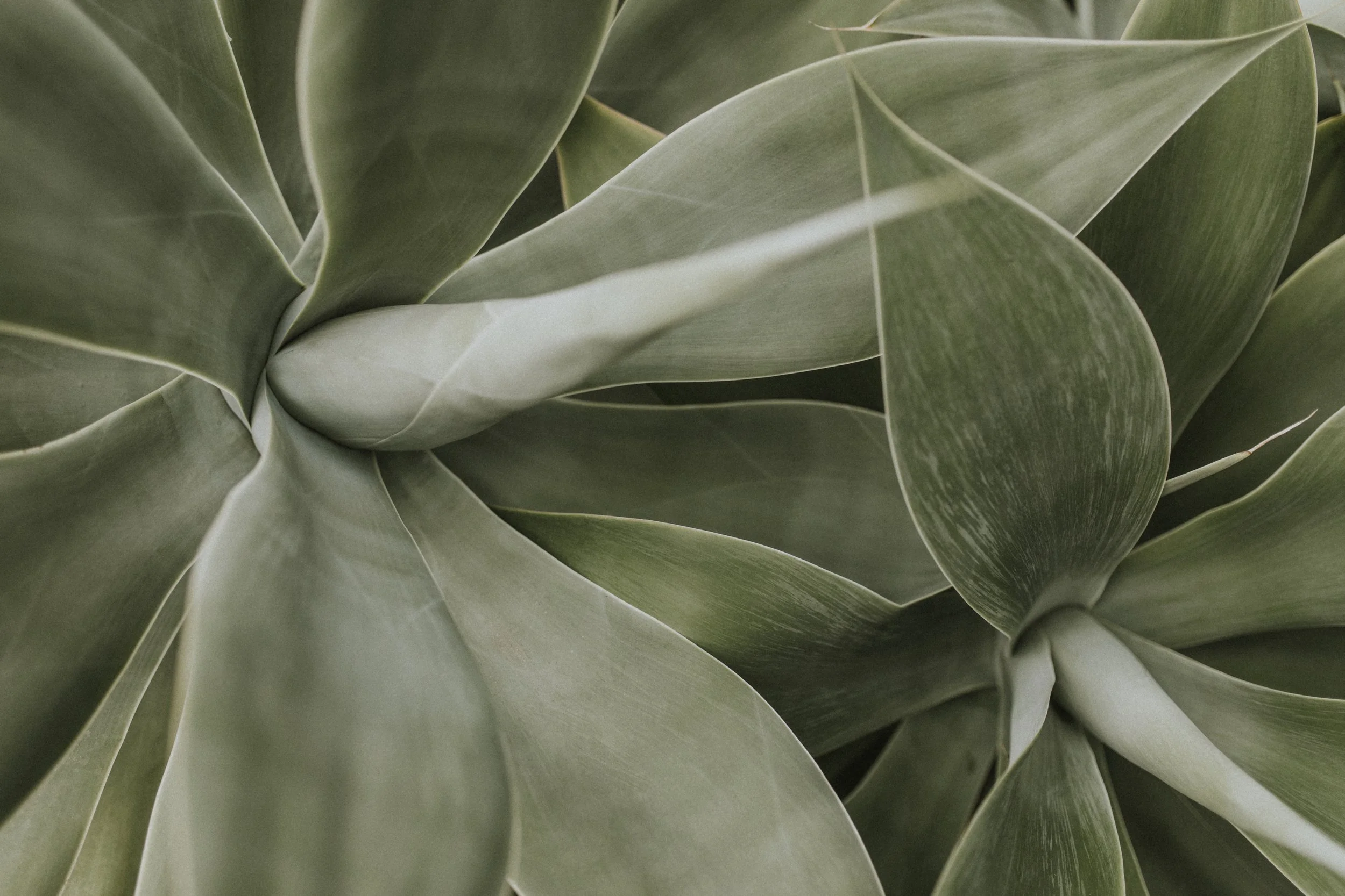 Close-up of green succulent plant with thick, pointed leaves.