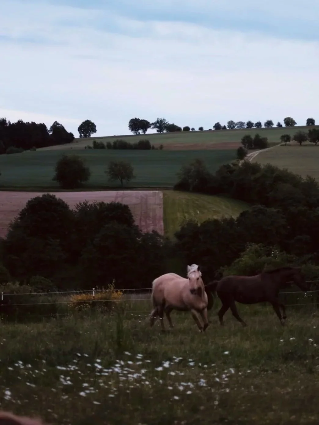 A rural landscape with rolling green hills, scattered trees, and a cloudy sky. In the foreground, two horses, one light-colored and the other dark, graze behind a wire fence.