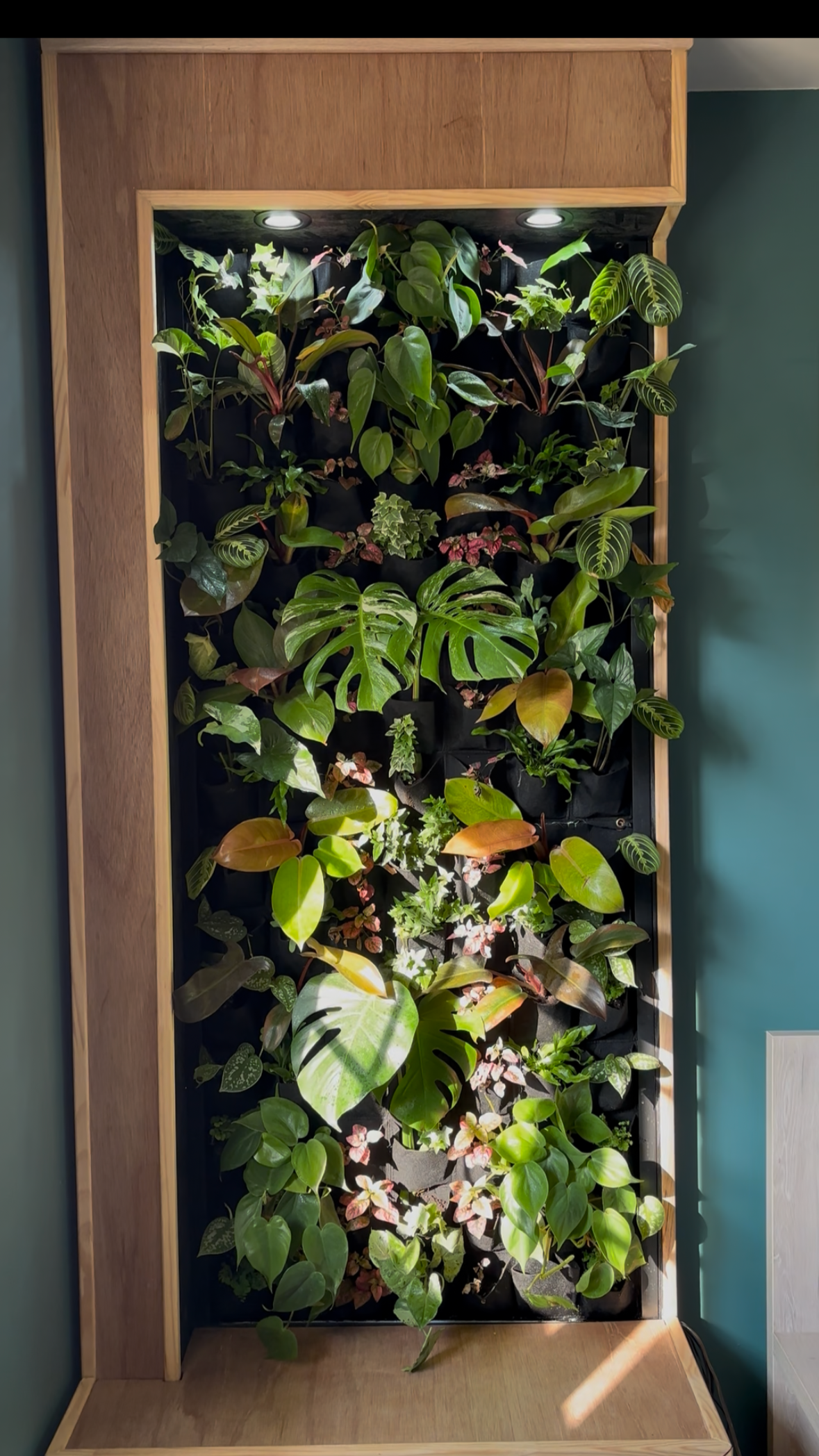 Mur végétal vivant sans entretien, plantes naturelles, végétalisation intérieure, design mur vegetal végétal, sur mesure, durable, écologique et innovant.