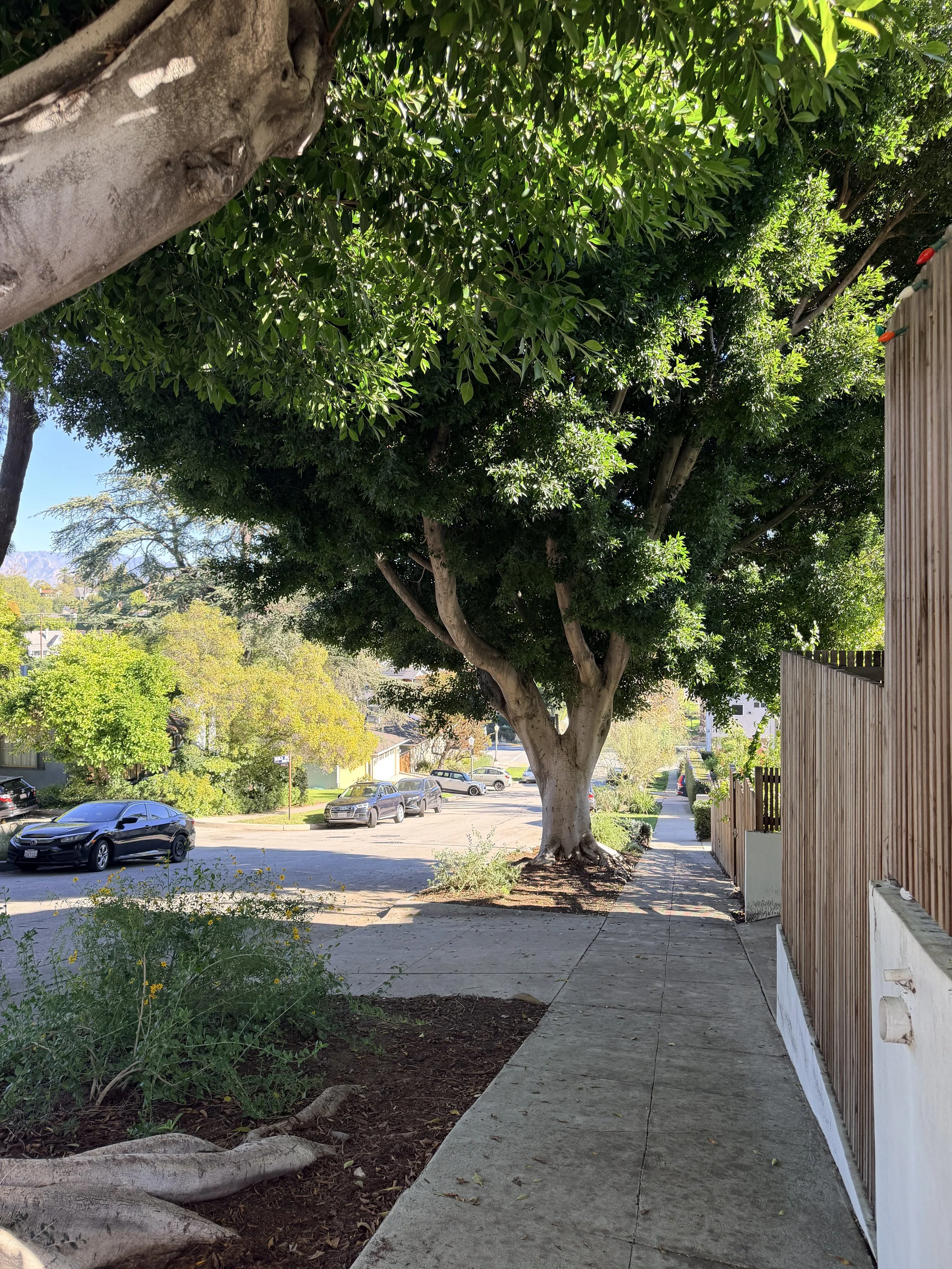 A sidewalk lined with trees and shrubbery, with parked cars on the street in a sunny residential neighborhood.