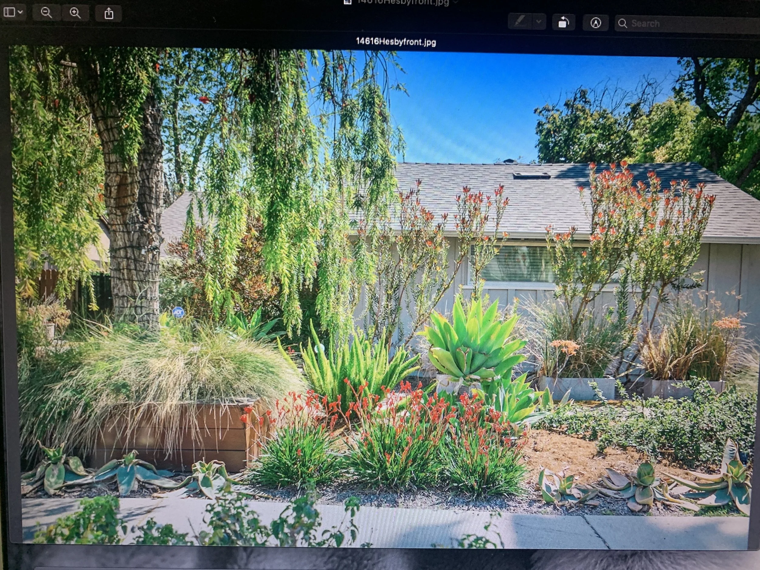 A vibrant garden with a variety of plants, including tall trees, shrubs, succulents, and flowering plants, in front of a house with a gray roof and siding, under a clear blue sky.