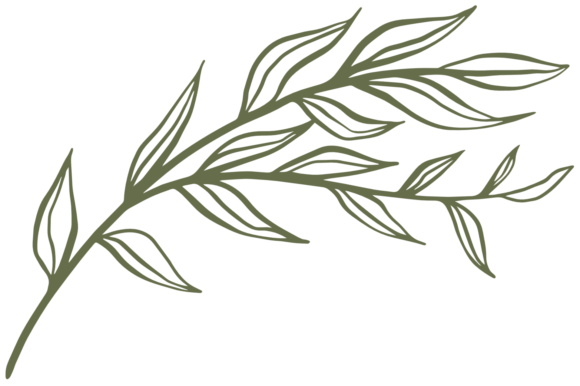 An outline leaf design