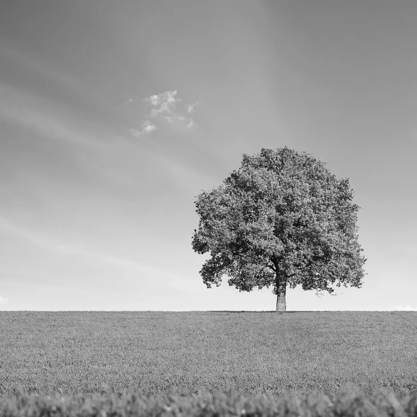 Black-and-white photograph of a solitary oak tree in an open field, representing stability and long-term vision.
