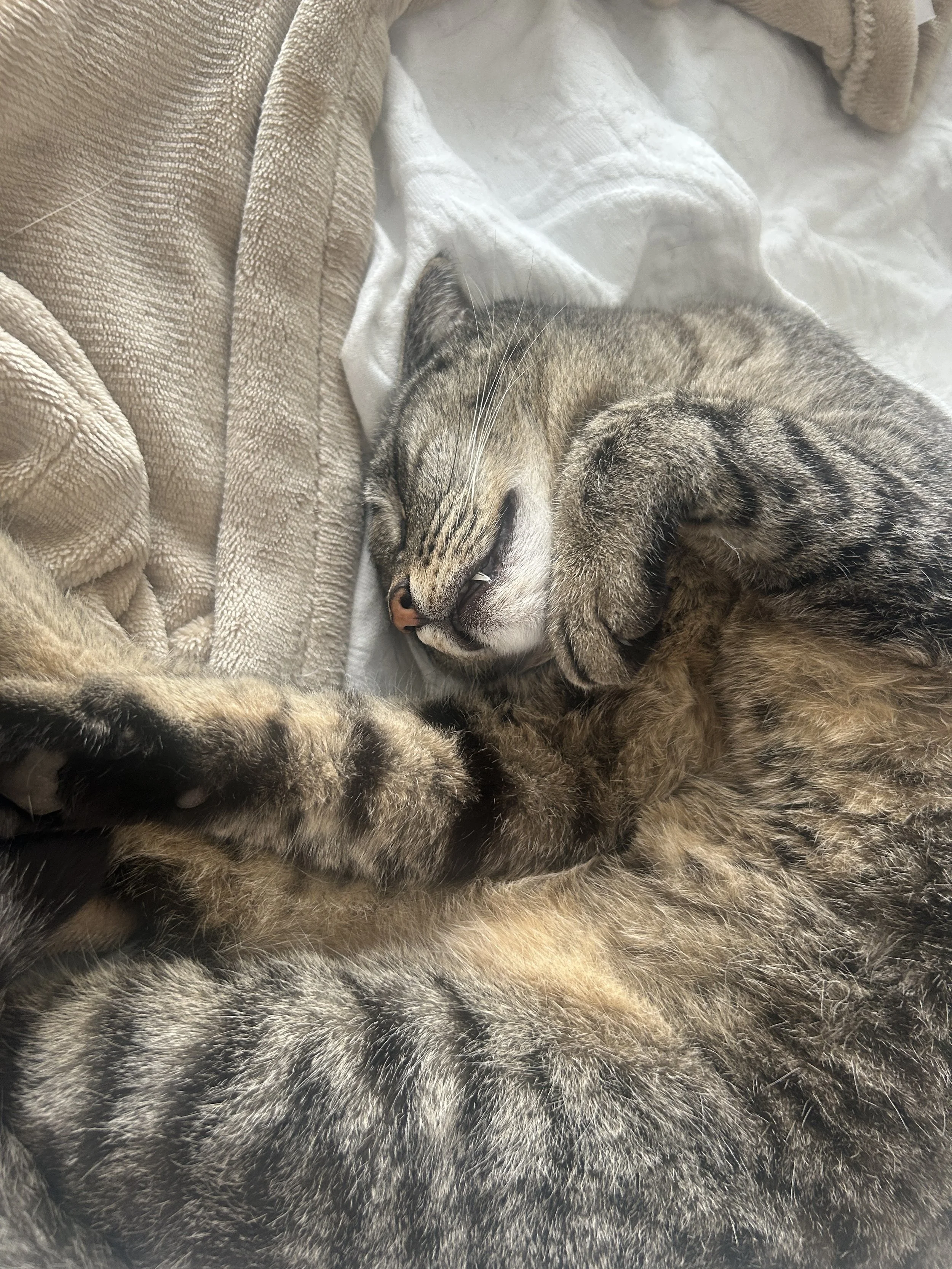 A tabby cat sleeping on a blanket with its paws curled up near its face.