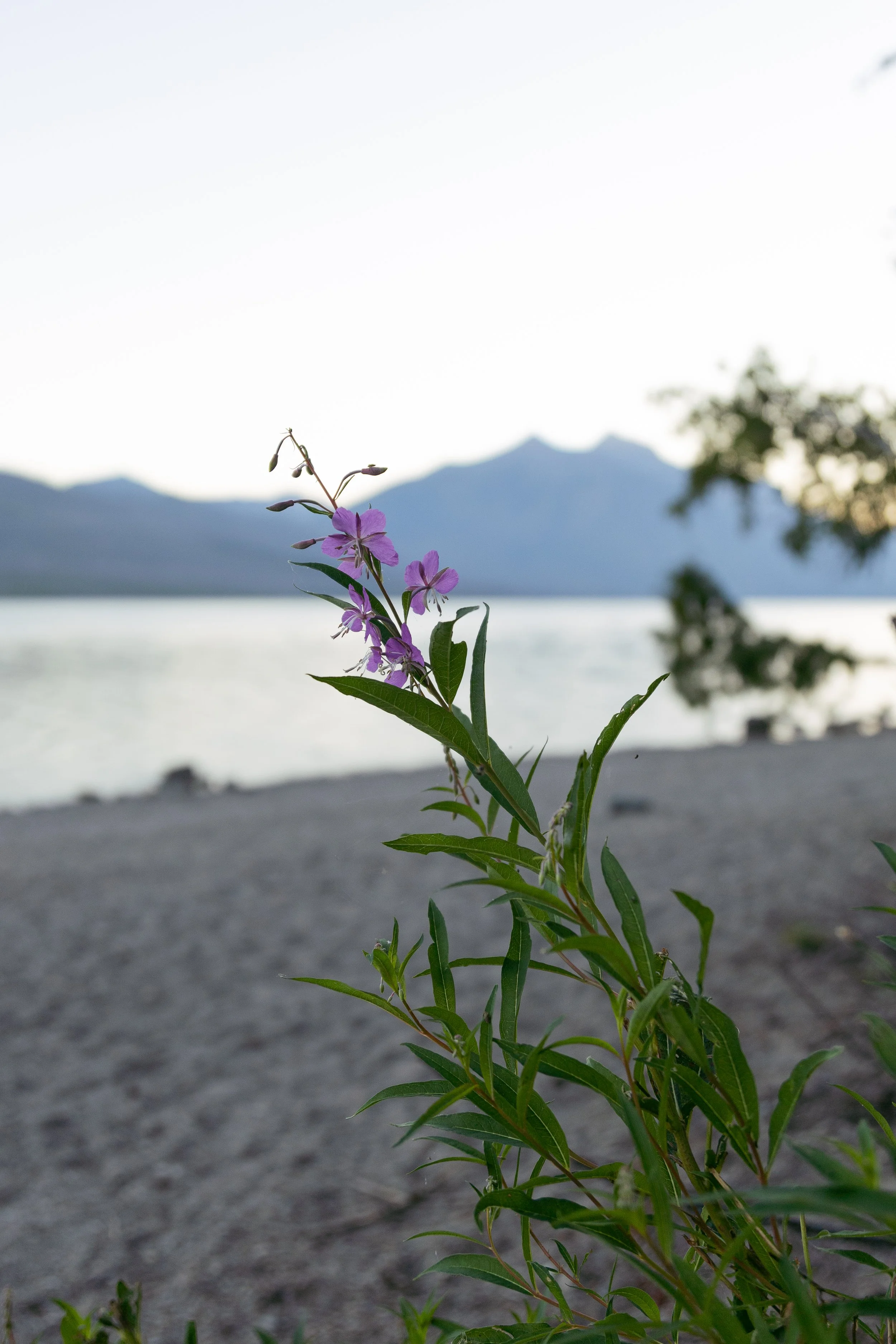 A close-up of purple wildflowers with green leaves, set against a blurred background of a lake, trees, and mountains at sunset.