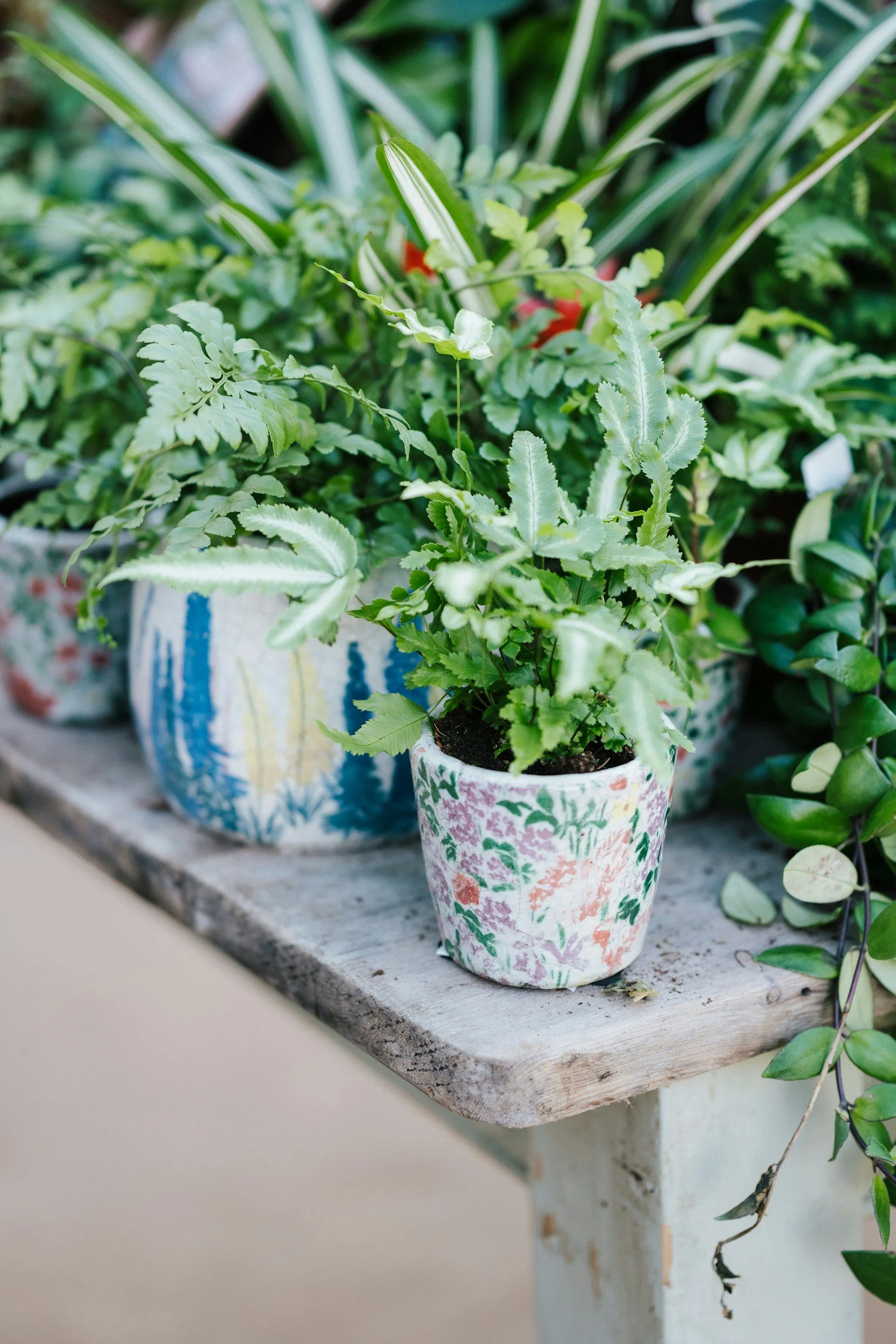 Potted green plants with variegated leaves placed on a rustic wooden shelf.