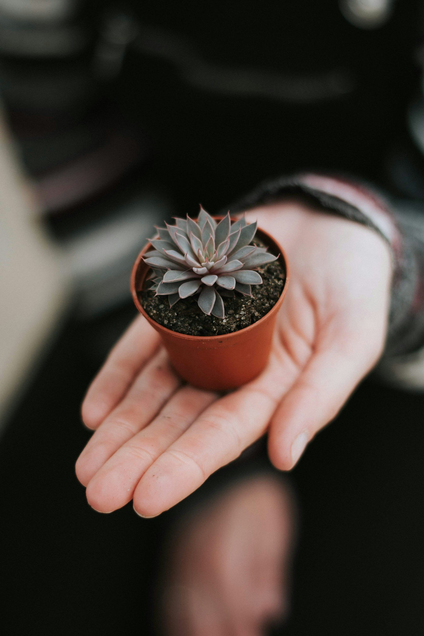 Person holding a small potted succulent plant in their hand.