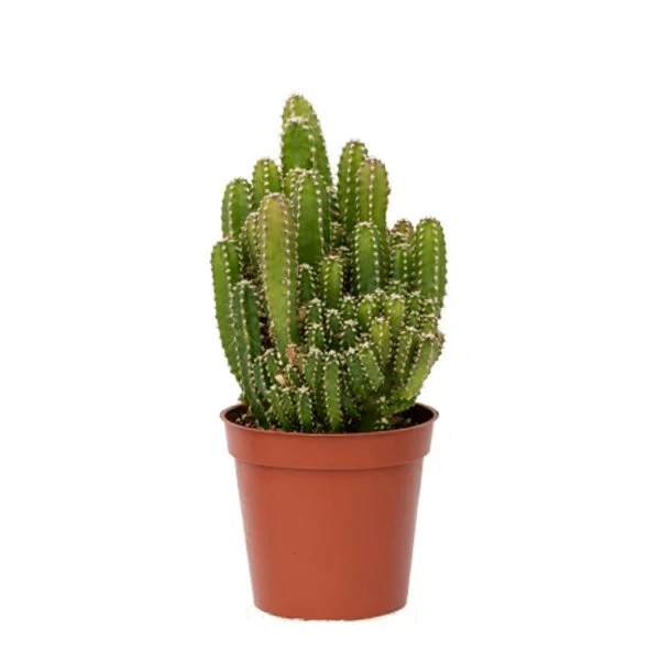 FairyCastle Cactus.jpg