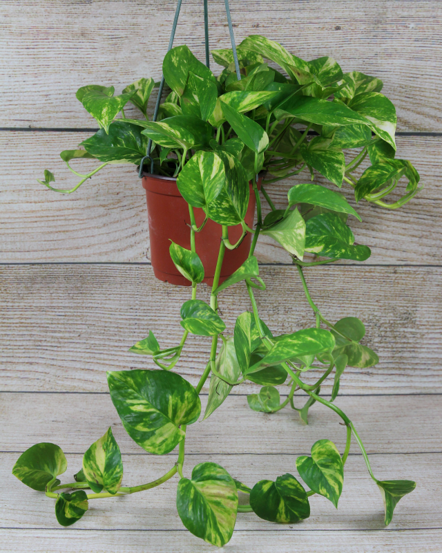 Golden Pothos.png