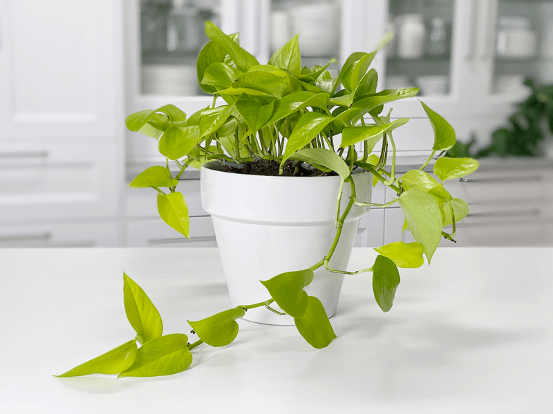 neon-pothos.png