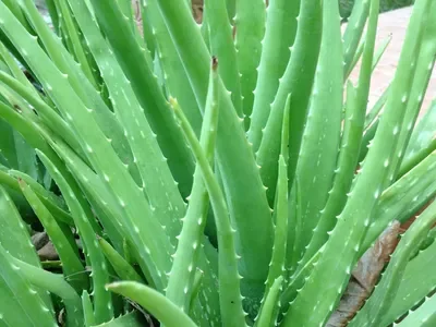 aloe-vera-plant.webp