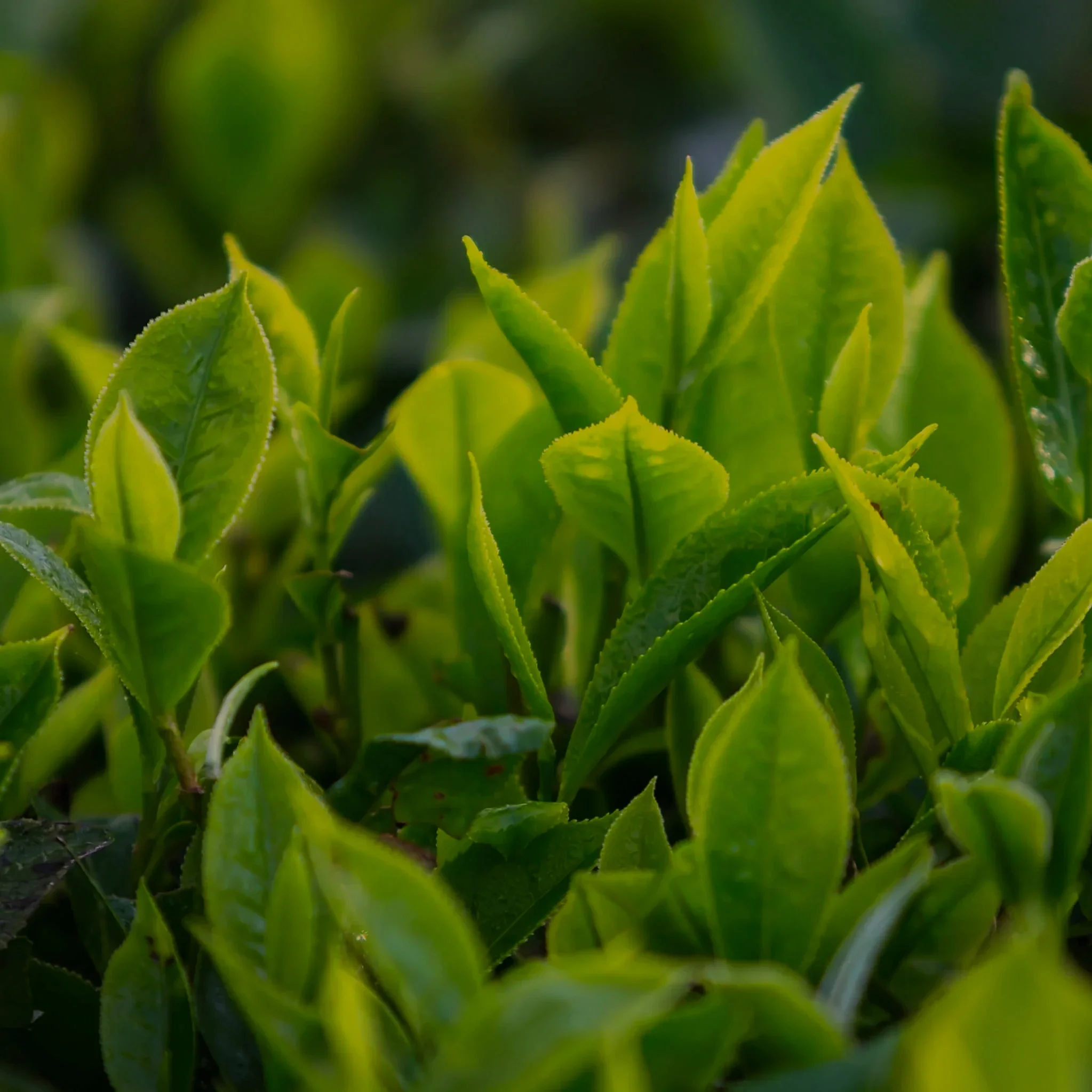 Epigallocatechin Gallate (EGCG).webp