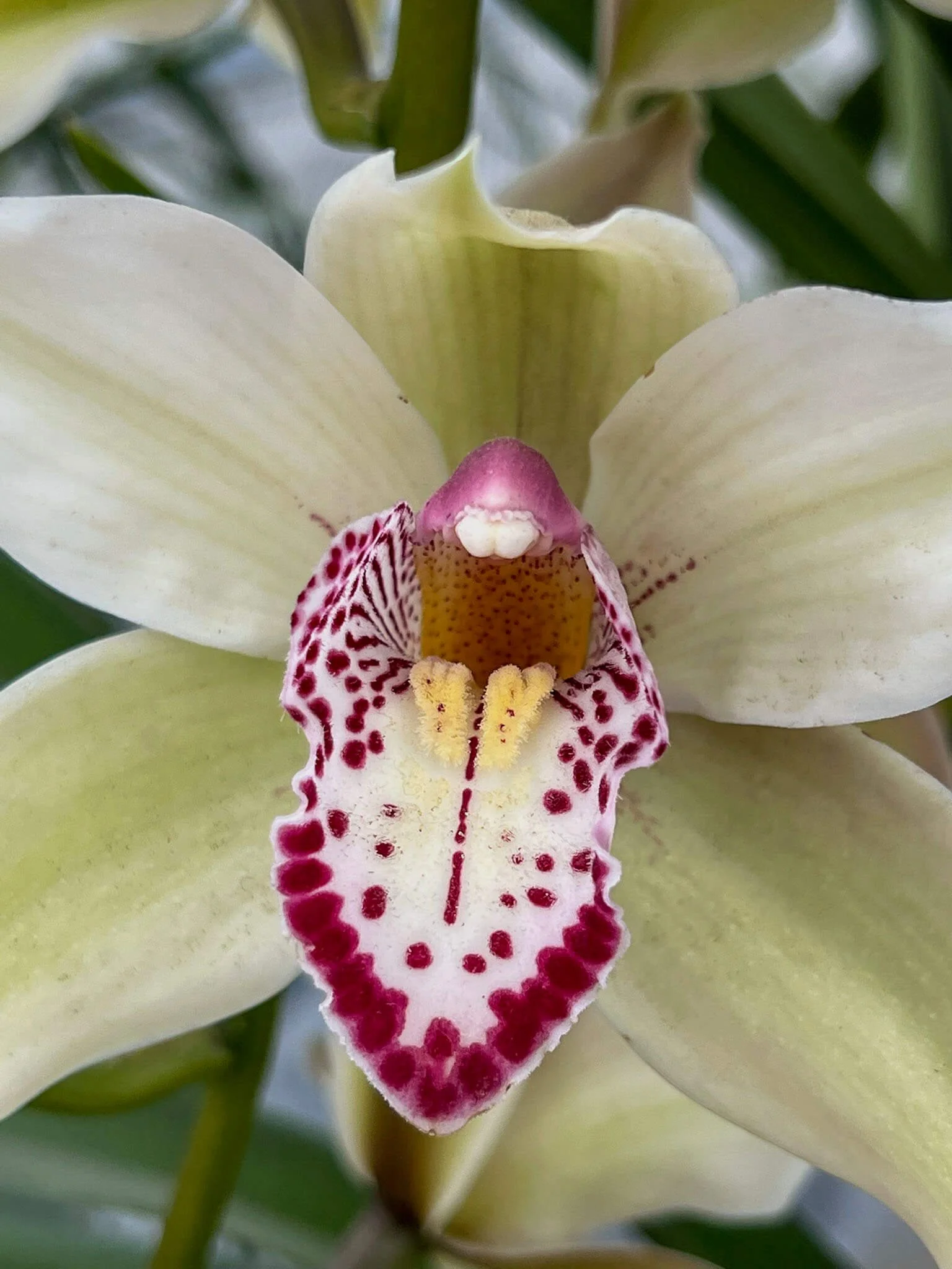 Close-up of a white orchid flower with a pink and yellow center.