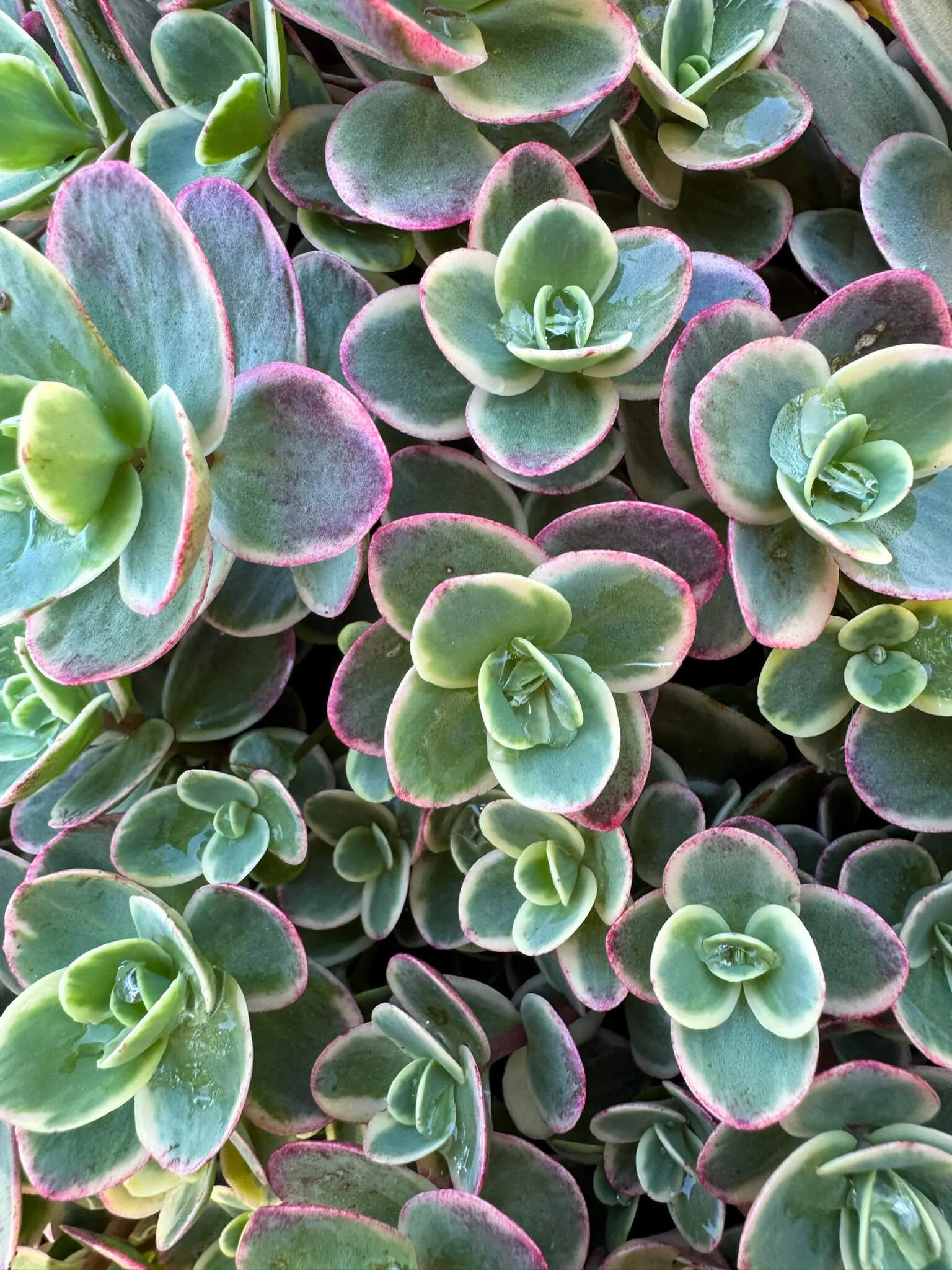 Close-up of green and pink variegated succulent leaves with water droplets.