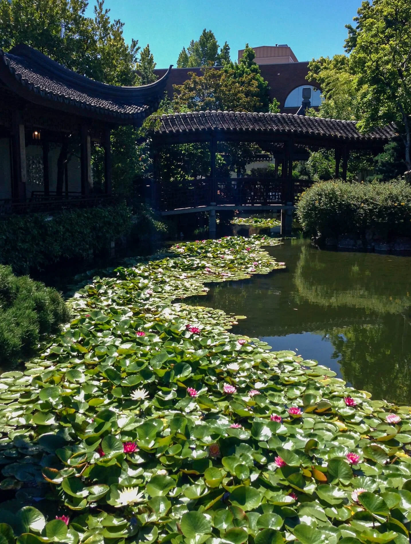 Traditional Japanese garden with a pond filled with pink and white water lilies, surrounded by lush green trees, and a wooden bridge and pavilion in the background.