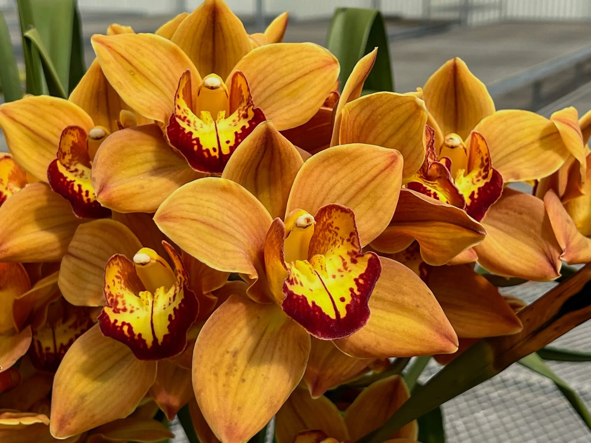 A large cluster of yellow orchids with red and yellow patterns on their lips, set against a blurred background.