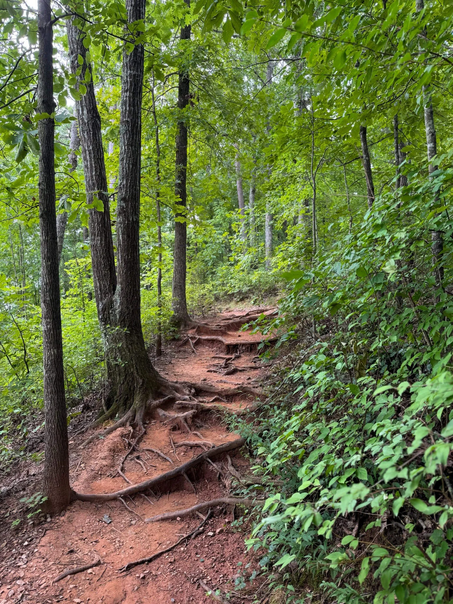 A dirt trail in a forest with exposed roots and green foliage overhead.
