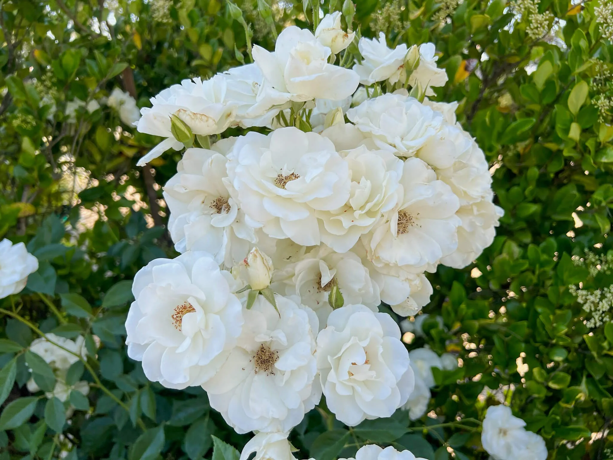 Cluster of white flowers on a green bush with small white blossoms in the background.
